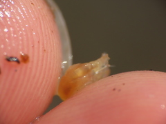 Uristidae