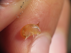 Uristidae