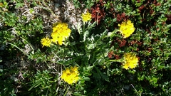 Jacobaea carniolica