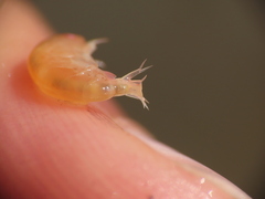Uristidae