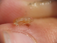 Uristidae