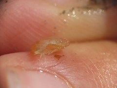 Uristidae