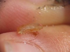 Uristidae