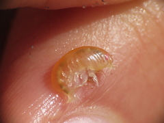 Uristidae