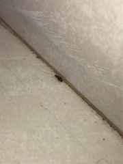Nylanderia jaegerskioeldi