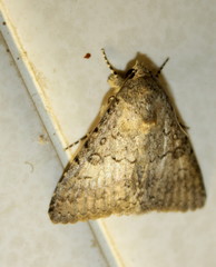 Polydesma