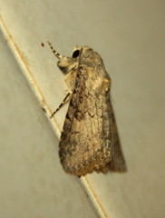 Polydesma