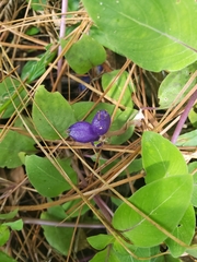 Coccocypselum herbaceum