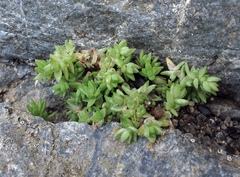 Crassula moschata