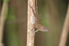 Anolis gundlachi