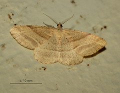 Chiasmia furcata