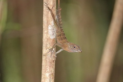 Anolis gundlachi