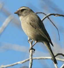 Crithagra gularis gularis