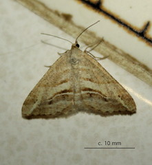 Chiasmia furcata