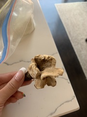 Bresadolia craterella