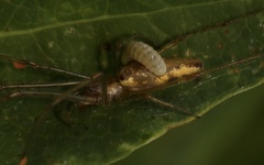 Acrodactyla quadrisculpta