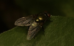 Eudasyphora cyanella