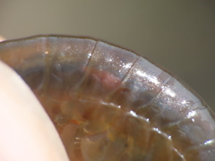 Polymorphus