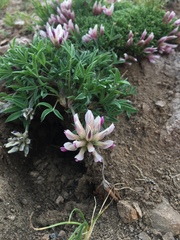 Trifolium dasyphyllum