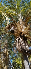 Syagrus oleracea