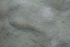 Herichthys pantostictus