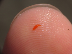 Polymorphus