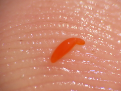 Polymorphus