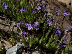 Veronica copelandii