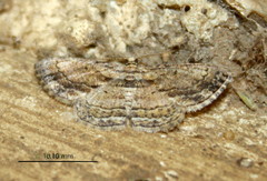 Zamarada ascaphes