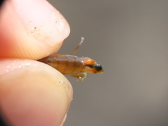 Polymorphus