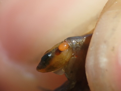 Polymorphus
