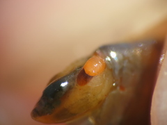 Polymorphus