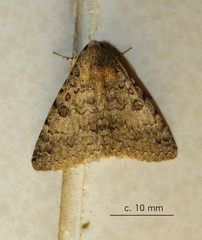 Polydesma