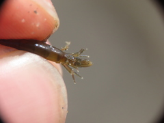 Polymorphus