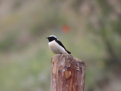 Oenanthe melanoleuca