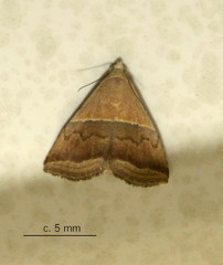 Eublemma caffrorum