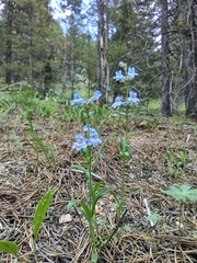 Penstemon virens