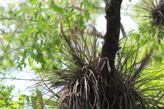 Tillandsia inopinata