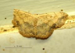 Scopula pulchellata