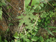 Ampelopsis glandulosa heterophylla