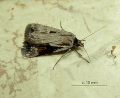 Tathorhynchus exsiccata