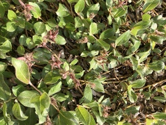 Salix ovalifolia