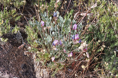 Astragalus calycosus calycosus