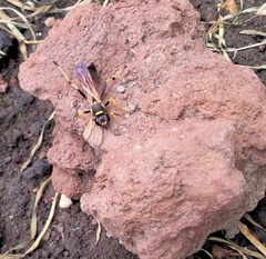 Sceliphron caementarium