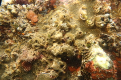 Phorbas dives