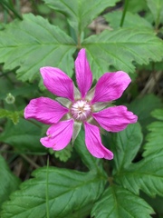 Rubus arcticus arcticus