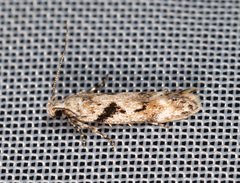 Caryocolum blandella