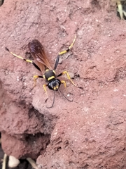 Sceliphron caementarium