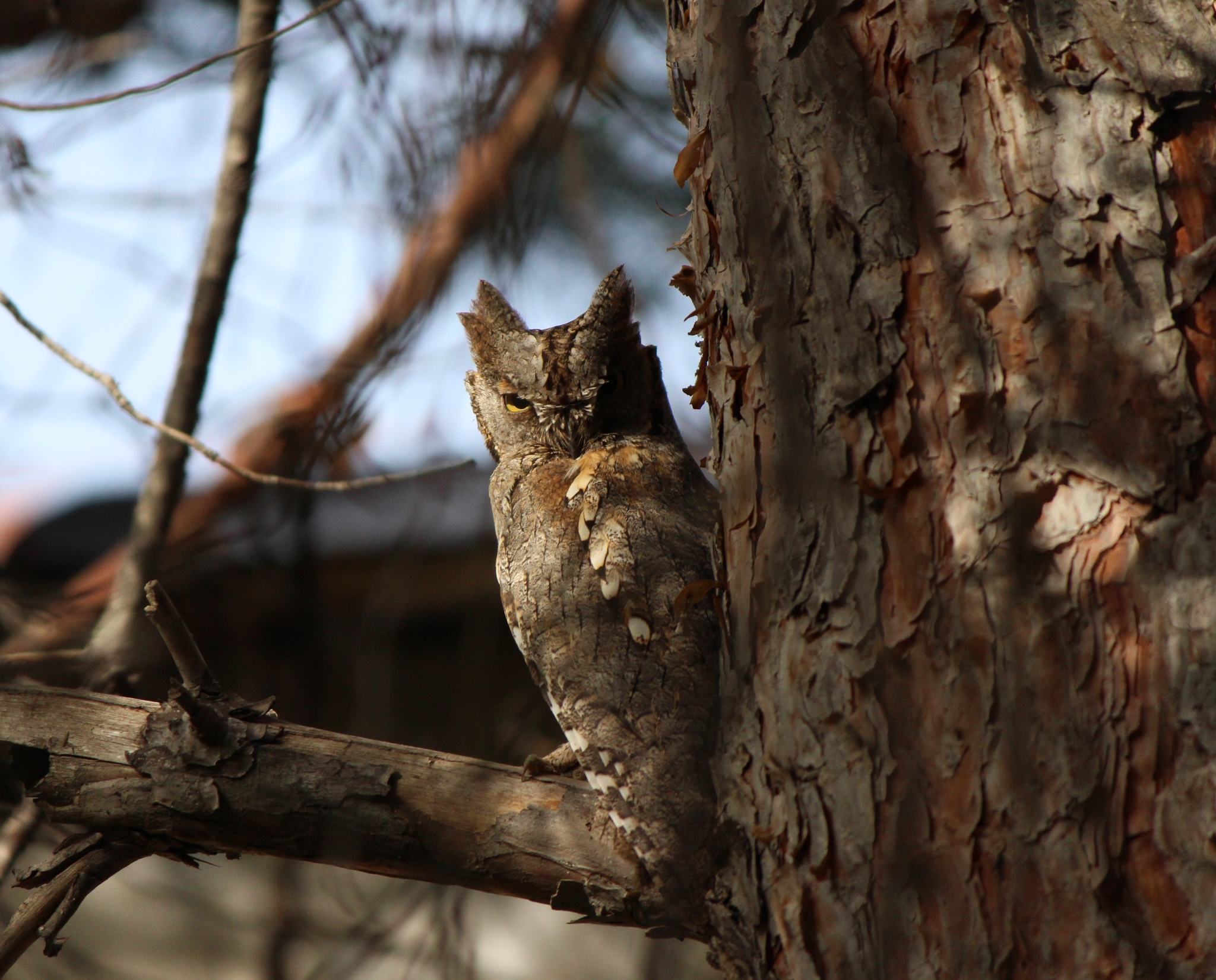 Eurasian Scops Owl (Otus scops)