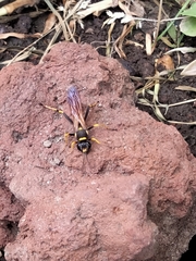 Sceliphron caementarium